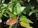 Ficus Benghalensis